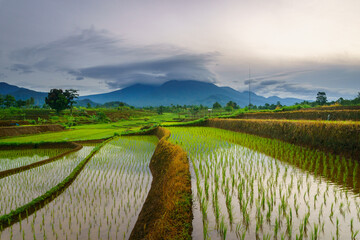 Beautiful morning view in Indonesia, panoramic landscape of rice fields with mountain ranges and clear sky