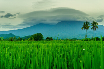 Beautiful morning view in Indonesia, panoramic landscape of rice fields with mountain ranges and clear sky