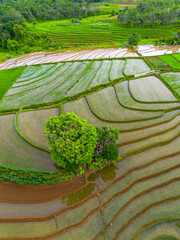 Beautiful morning view in Indonesia, panoramic landscape of rice fields with mountain ranges and clear sky