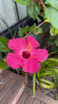 Pink Hibiscus Flower Close Up - Flor de hibisco rosa em close