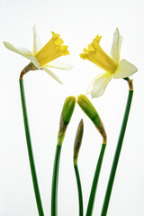 Żonkile na białym tle, świeże wiosenne kwiaty izolowane