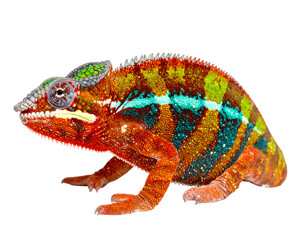A vibrant chameleon, displaying striking colors, poised on a transparent backdrop