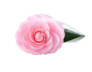 Delicate pink flower with layered petals and a single green leaf