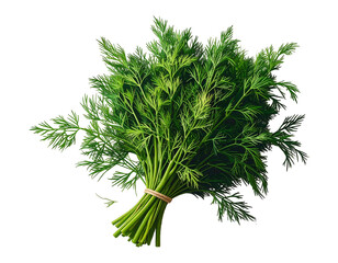A verdant bunch of fresh dill, tied with string, on a transparent background