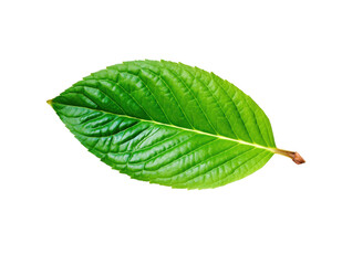 Obraz premium Fresh green leaf with detailed veins on transparent background