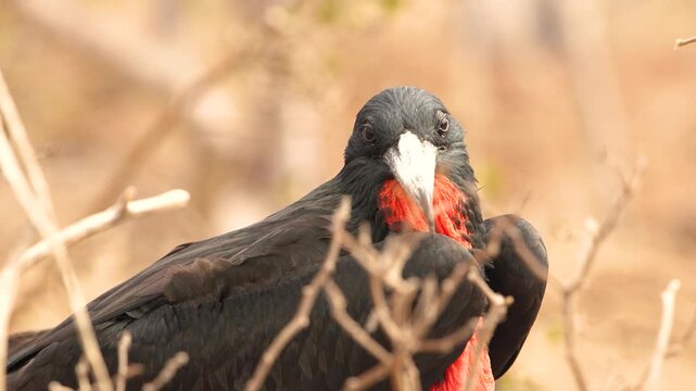 Gal&aacute;pagos Magnificent Frigatebird Iconic Wildlife of the Galapagos Islands
