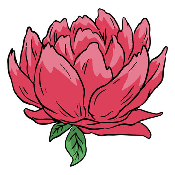 Day of the dead pink flower illustration