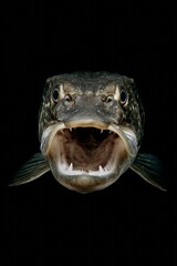 Northern Pike Open Mouth Close-up