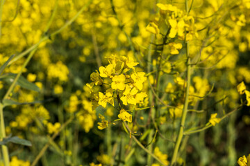 Fototapeta premium Bright yellow rapeseed flowers fill the landscape, creating a stunning display of color under the warm spring sun as nature awakens