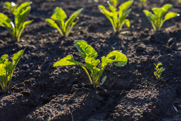 Bright green sugar beet plants emerge from rich earth, basking in the warm sunlight of a growing season in agricultural fields