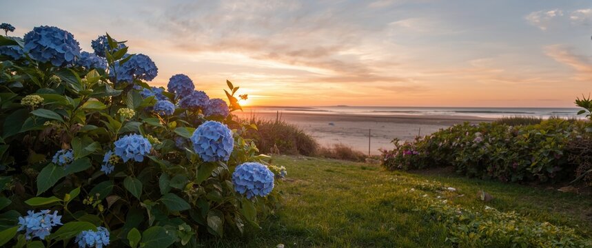 Flower Bush of Hydrangea in Cape Cod