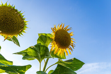 Golden sunflowers stand tall, basking in sunlight, surrounded by vibrant green leaves, all beneath a pristine blue sky
