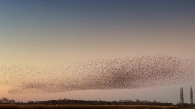 Starlings murmuration flying in synchronized aerial display, forming dynamic shapes against a vibrant sunset sky in the Netherlands during early spring