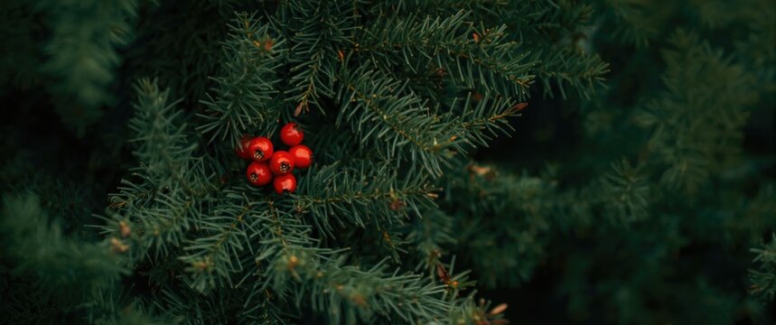Berries of the Yew-tree