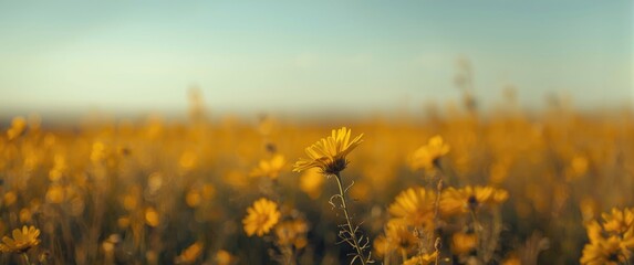 Fototapeta premium Beautiful yellow flower field in the wind background concept during a bright autumn day with a clear blue sky, selective focus, landscape HDR grain style