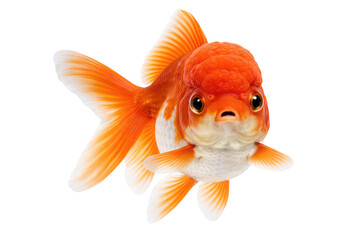 Fototapeta premium Orange and white goldfish close up on transparent background