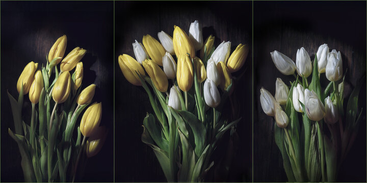 Yellow, and white tulip triptych on dark background
