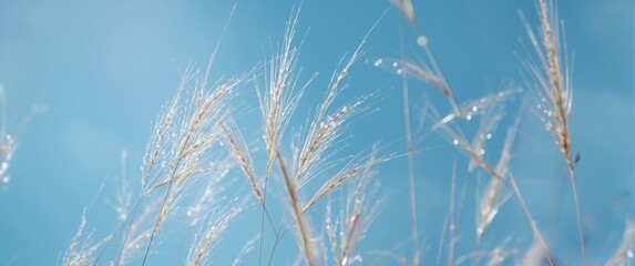 Delicate golden grass sways softly in the wind with a serene blue sky backdrop, symbolizing peace and natural elegance