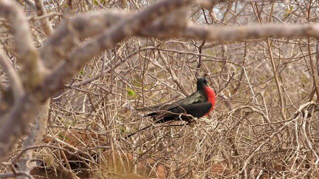 Gal&aacute;pagos Magnificent Frigatebird Iconic Wildlife of the Galapagos Islands