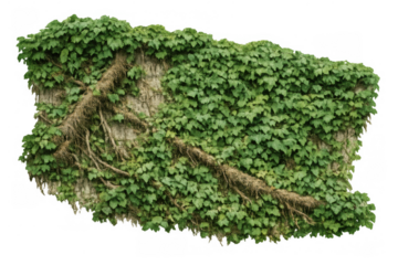 Green ivy growing on old concrete wall, climbing vine plant covering surface, with transparent background