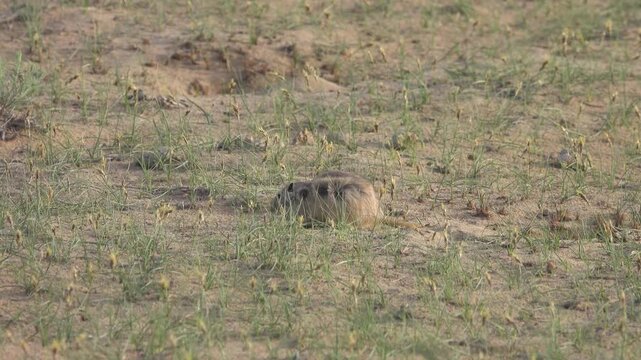 Giant day jird (Rhombomys opimus) has become active in a blooming desert and ate young sand sedge (Carex arenaria). Kazakhstan, Aral Sea