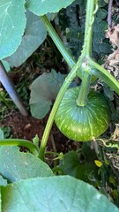 Growing Pumpkin in the Garden - Moranga crescendo no jardim