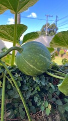 Growing Pumpkin in the Garden - Moranga crescendo no jardim