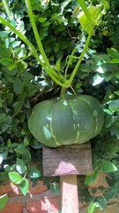 Growing Pumpkin in the Garden - Moranga crescendo no jardim