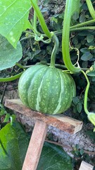 Growing Pumpkin in the Garden - Moranga crescendo no jardim