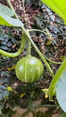 Growing Pumpkin in the Garden - Moranga crescendo no jardim