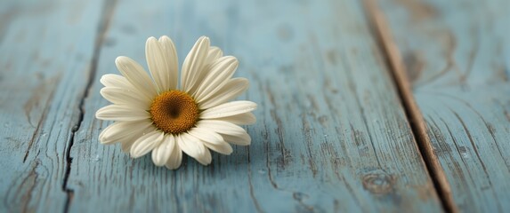 Daisy cream on a blue wooden background