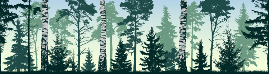 Fototapeta premium Seamless coniferous winter forest background. Pine, spruce, fir, christmas tree. Diverse trees and birches creating a layered forest. Silhouette vector illustration