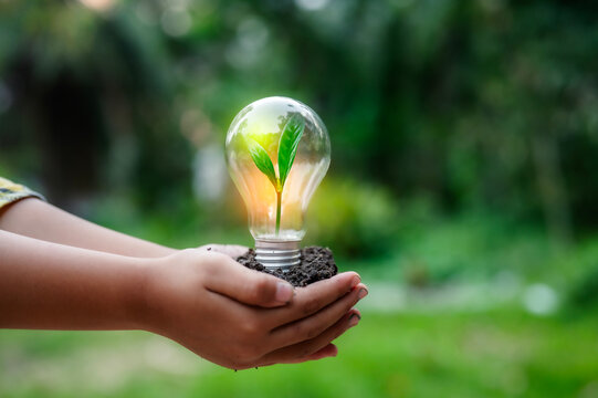 Renewable energy concept Earth Day or environment protection Hands protect forests that grow on the ground and help save the world.