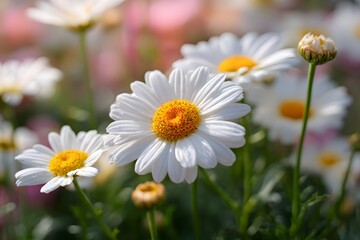 Close up blooming daisy flowers bright natural light