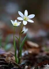 Close up wildflowers blooming symbol of new season