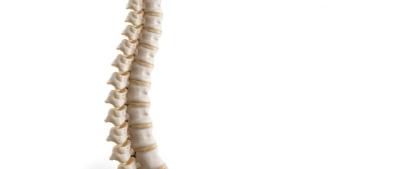 Detailed view of a spine model on white background related to healthcare, medicine, and human anatomy