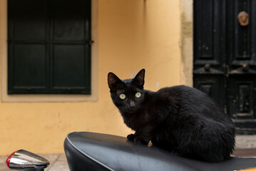 Black cat with big green eyes sitting on scooter
