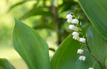 Blooming lily of the valley flowers in the spring garden.