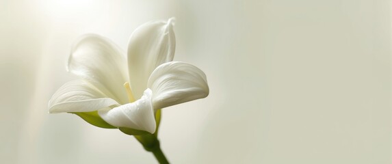 Obraz premium Jasmine flower detailed view with empty area for text