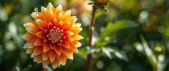 Green background with an orange dahlia flower