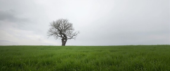 Obraz premium A lone, distorted tree centered in a meadow under cloudy skies with ample whitespace