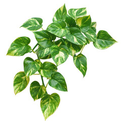 Lush green pothos plant isolated on transparent background