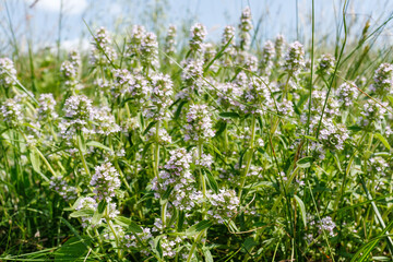 Obraz premium Wild Thyme Thymus serpyllum Blooming in Meadow