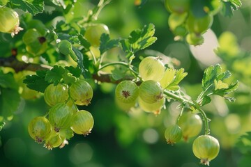 Fototapeta premium Ripe gooseberries hanging from a branch, illuminated by sunlight in a close up view