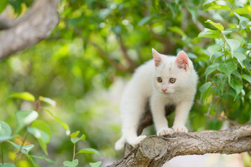5月、すくすく育つ白い仔猫