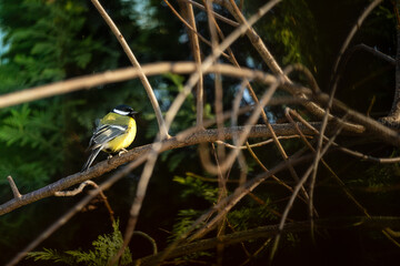 titmouse bird (Sikora severa) seeks shelter in arborvitae trees to hide from humans. It's a beautiful day, brightly lit by the sun © marekfromrzeszow