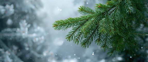 Obraz premium Tree with Green Needles in a Natural Setting Featuring Christmas and Forest Elements