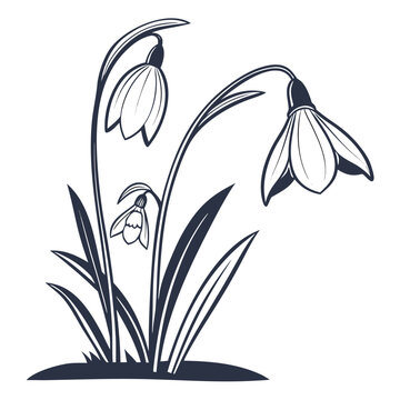 Chelone Flowers with Slender Leaves Line Drawing Illustration