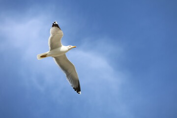 Obraz premium Möwe im Flug vor blauem Himmel