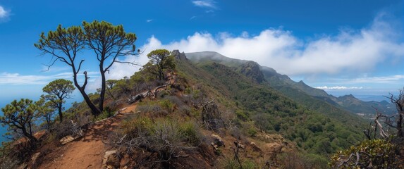 Obraz premium Pico Ruivo mountain in Madeira island Portugal featuring burnt Juniperus cedrus trees, a well-known hiking trail with native vegetation and blue scenery